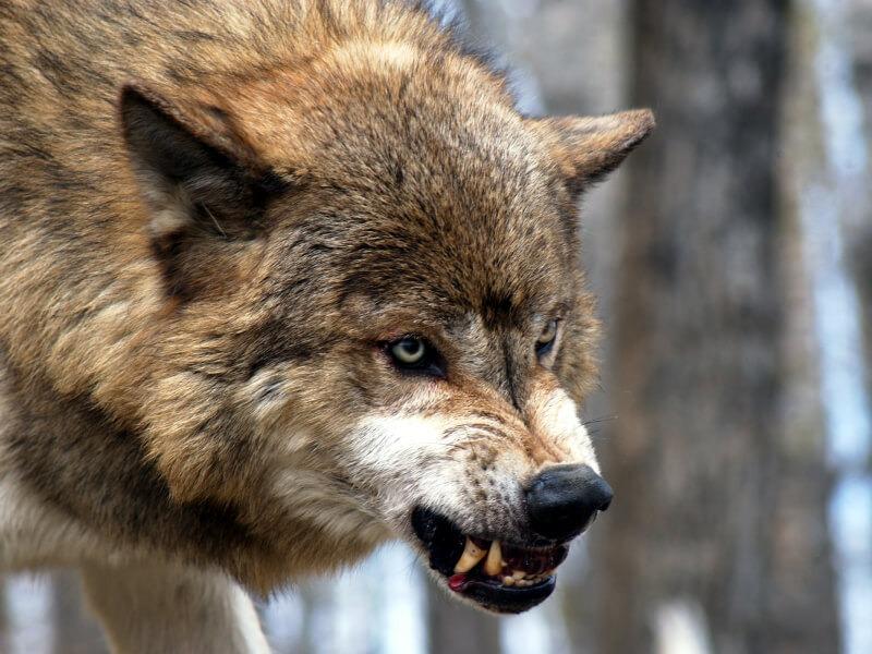 Sonhar com Lobos Agressivos