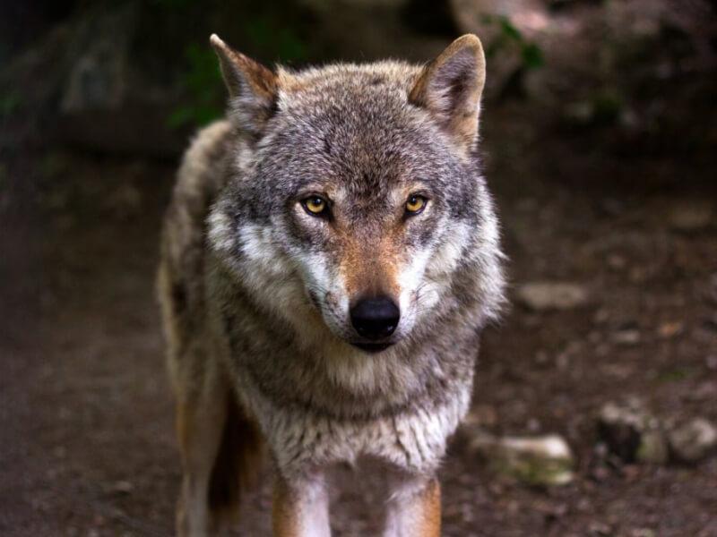 Sonhar com Lobos Amarelos