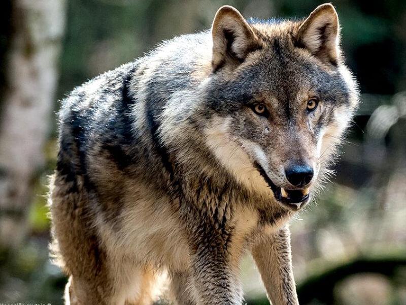 Sonhar com Lobos Atacando