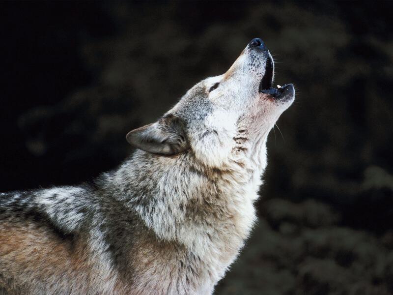 Sonhar com Lobos Uivantes