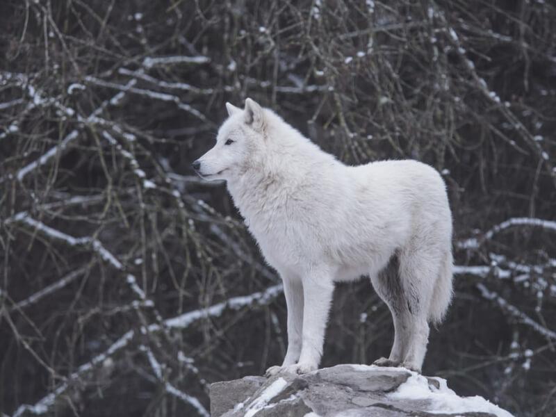 Sonhar com Lobos Brancos