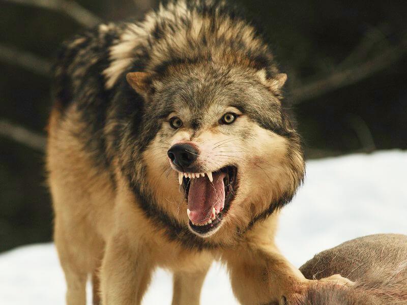 Sonhar com Lobos Corajosos