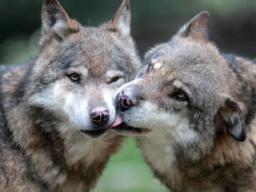 Thumbnail Sonhar com Lobos Marrons