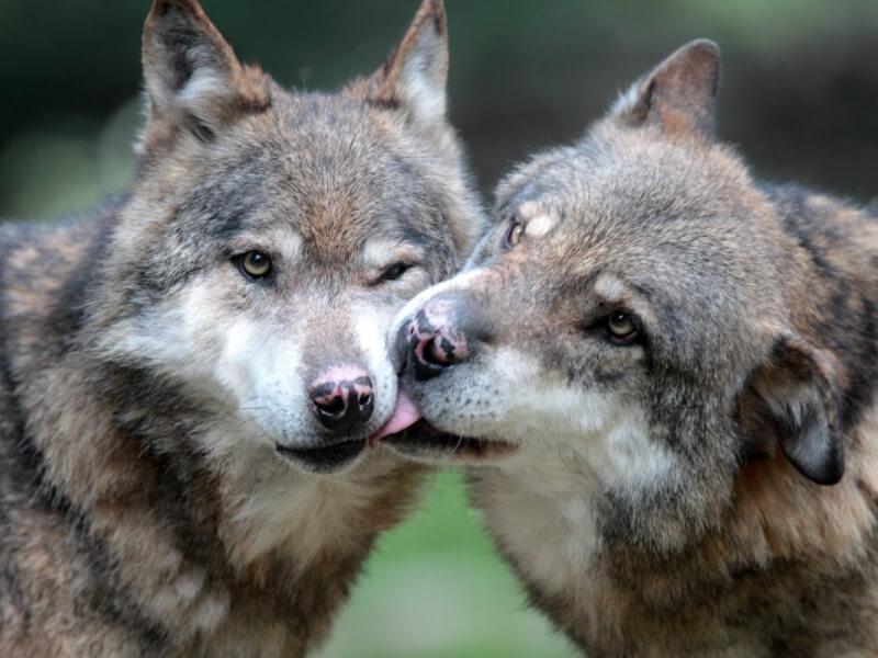 Sonhar com Lobos Marrons