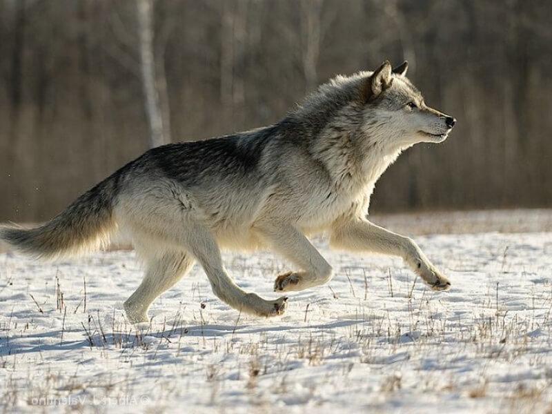 Sonhar com Lobos Correndo