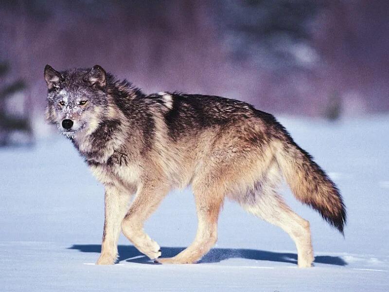 Sonhar com Lobos Cinzentos