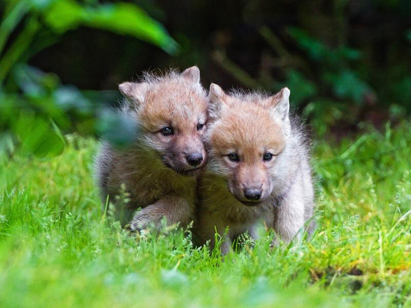 Sonhar com Pequenos Lobos