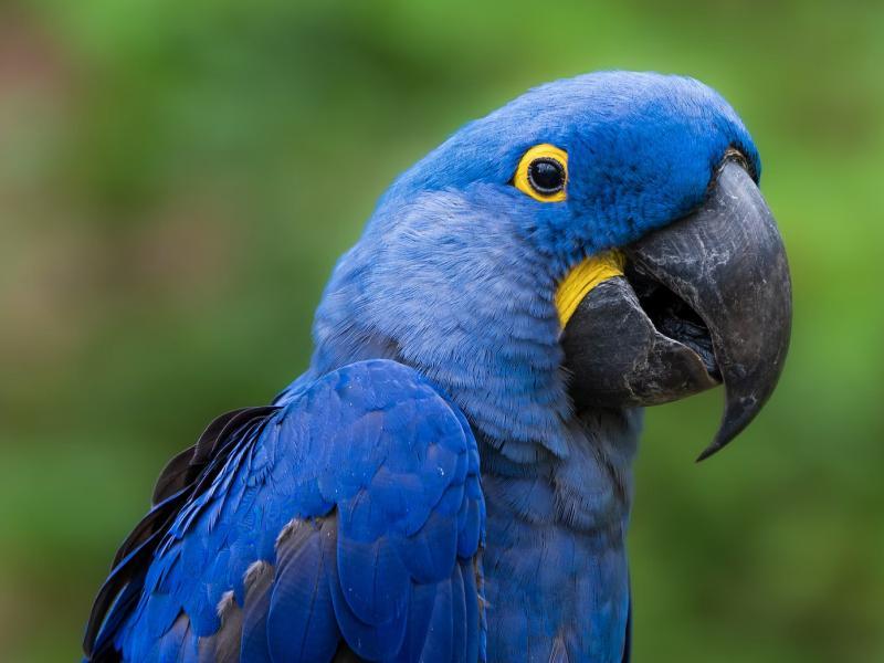 Sonhar com Papagaio Azul