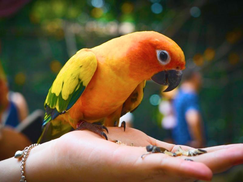 Sonhar com Papagaio Nas Mãos
