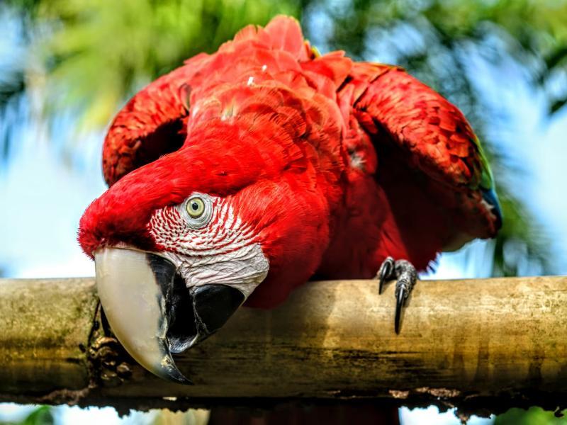 Sonhar com Papagaio Vermelho