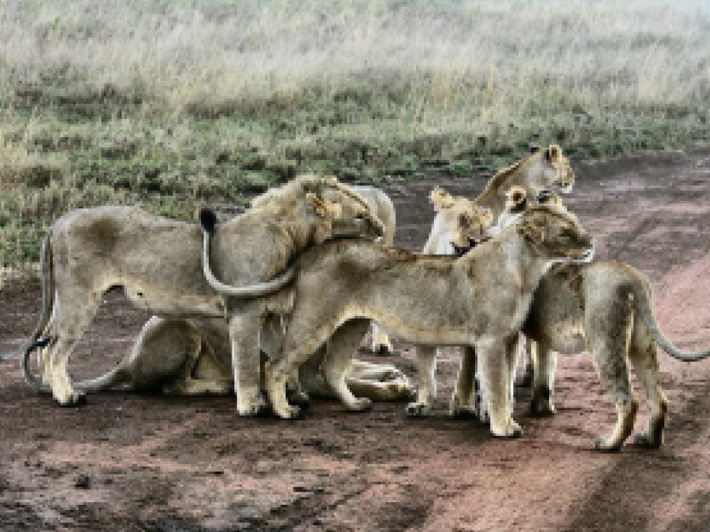 Sonhar com Pacote de Leões