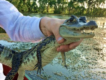 Thumbnail Sonhar com Medo de Crocodilos