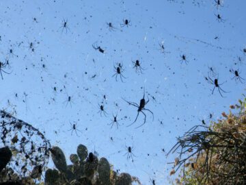 Thumbnail Sonhar com Migração de Aranhas