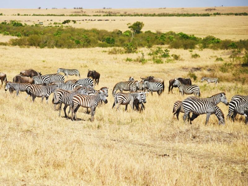Sonhar com Migração de Zebras