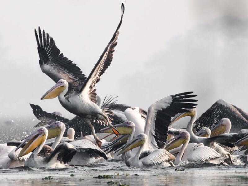 Sonhar com Migração de Pelicanos
