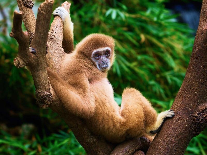 Sonhar com Macaco Laranja