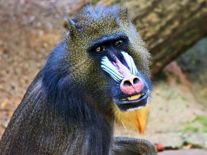 Sonhar com Macaco Assassino