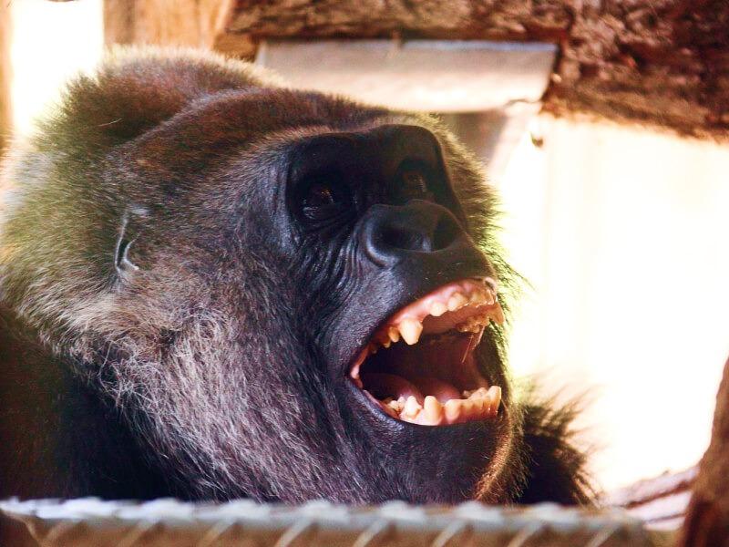 Sonhar com Macaco Atacando