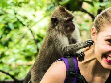 Thumbnail Sonhar com Macaco me Atacando