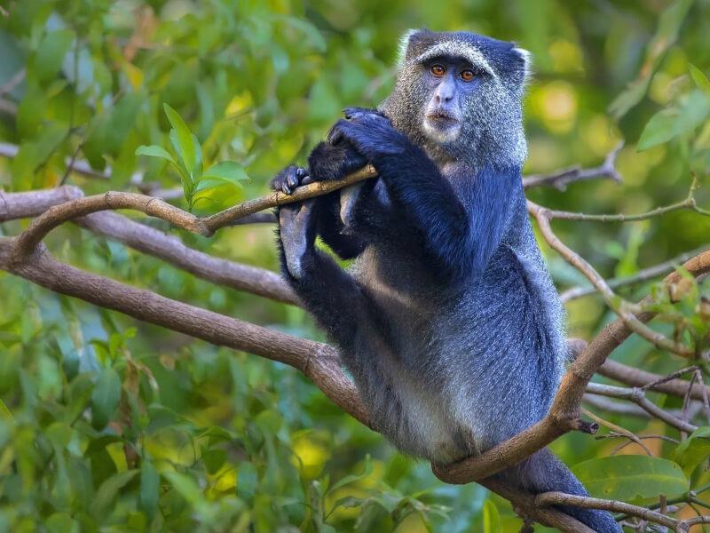 Sonhar com Macaco Azul