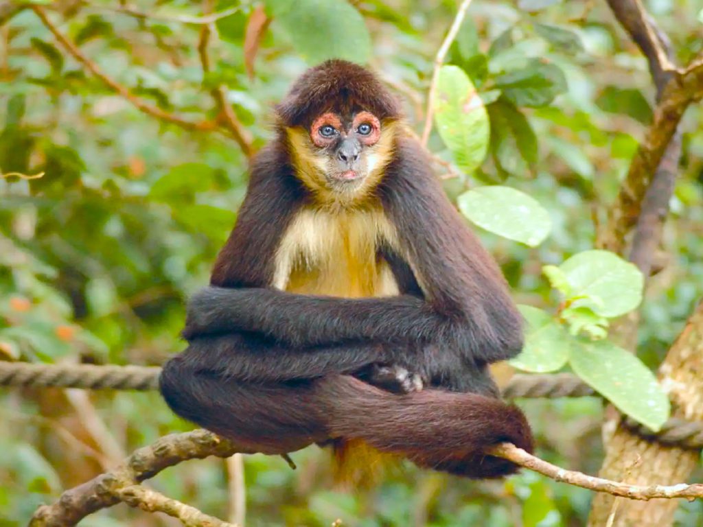 Sonhar com Macaco