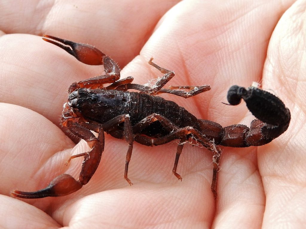 Sonhar com Picada de Escorpião