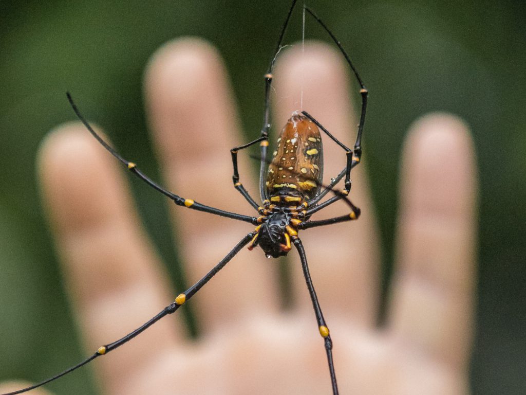 Sonhar com Picada de Aranha