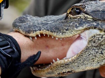 Thumbnail Sonhar com Mordida de Crocodilo