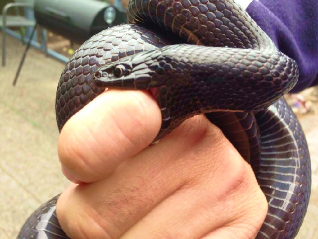 Sonhar com Picada de Cobra
