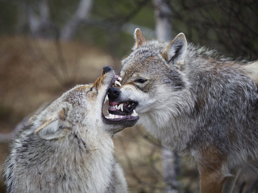 Sonhar com Mordida de Lobo