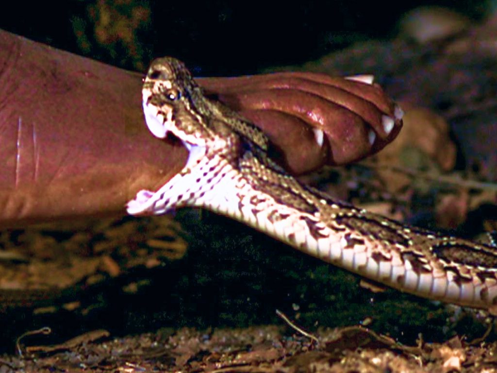 Sonhar com Mordida de Cobra