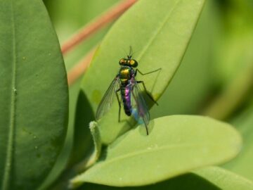 Thumbnail Sonhar com Moscas Chiquitas