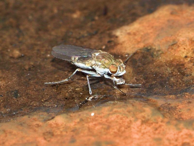 Sonhar com Moscas D’água
