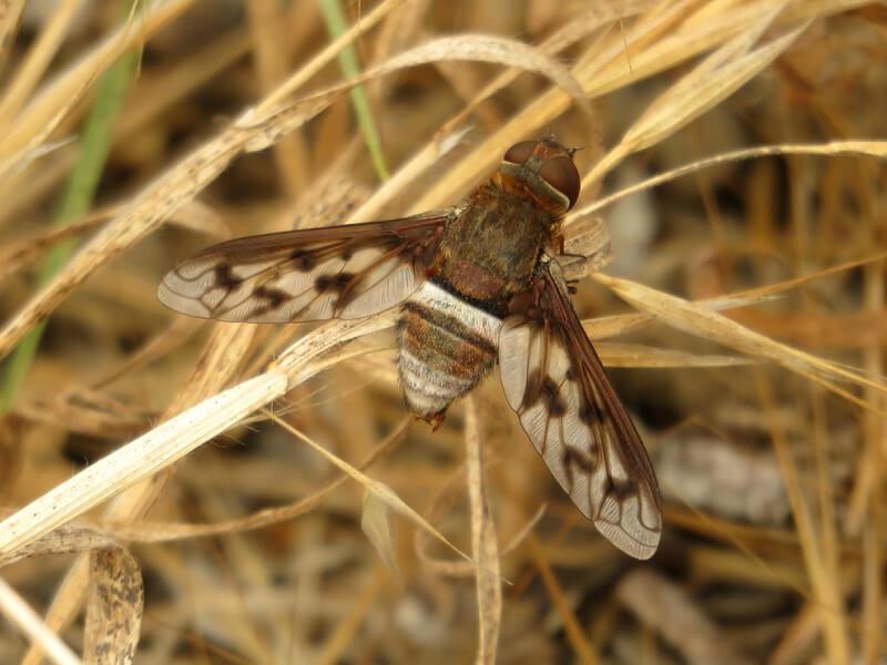 Sonhar com Moscas de Cemitério