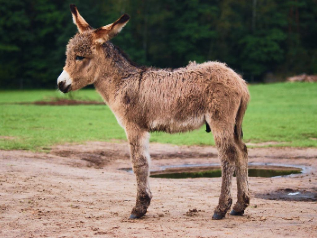 Sonhar com Mula Pequena