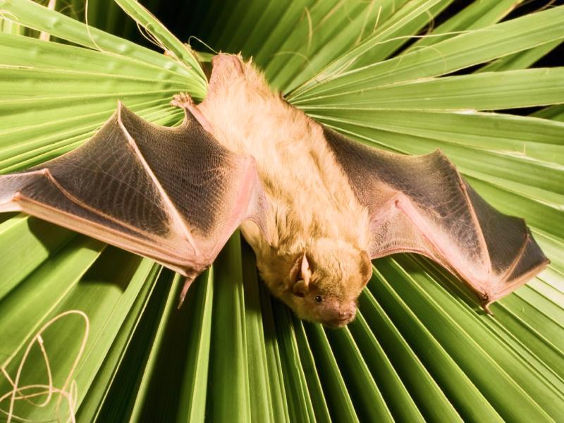 Sonhar com Morcegos Amarelos