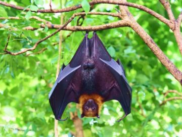 Sonhar com Morcegos em uma Árvore