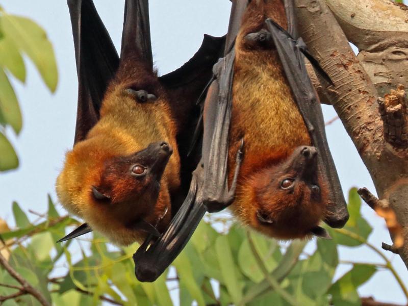 Sonhar com Morcegos Grandes