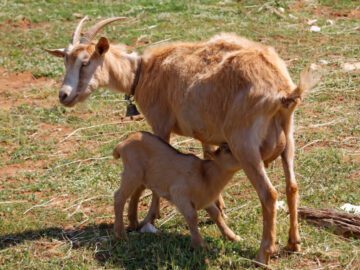 Sonhar com Nascimento de Cabras