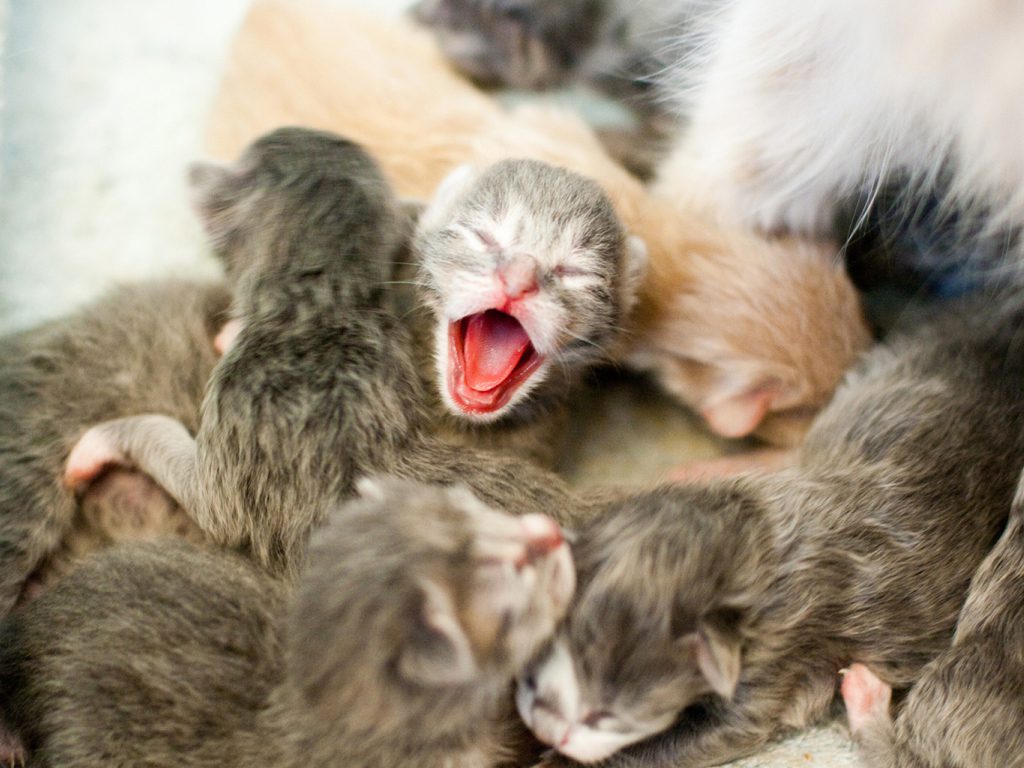 Sonhar com Nascimento de Gatinhos