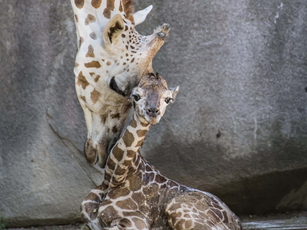 Sonhar com Nascimento de Girafa