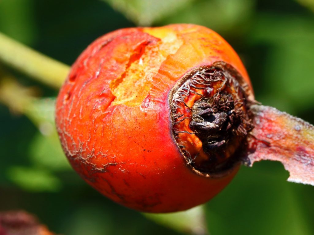 Sonhar com Laranja Danificada