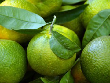 Thumbnail Sonhar com Laranja Verde