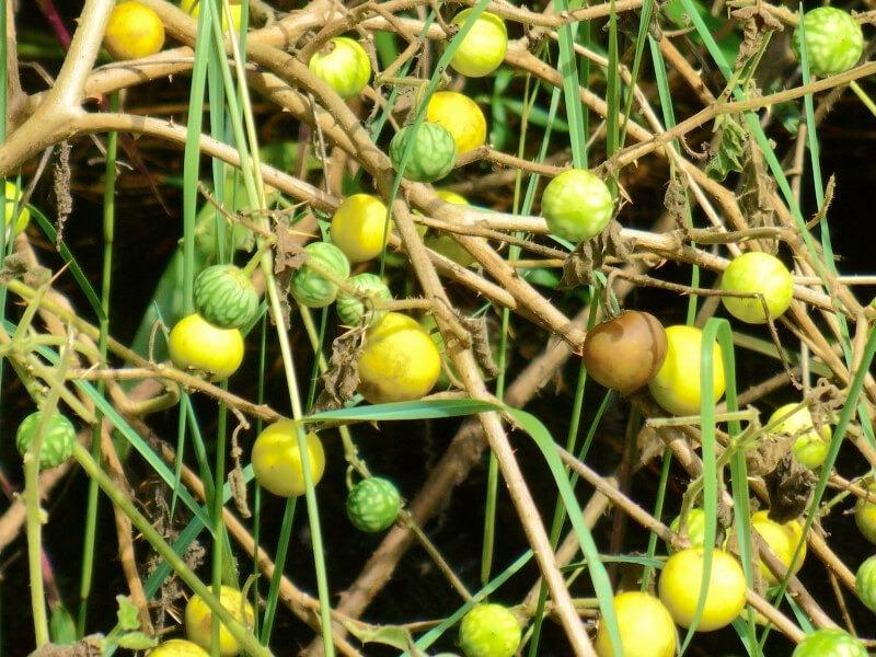 Sonhar com Nêspera Verde