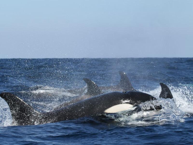 Sonhar com Orcas Agressivas