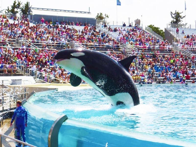 Sonhar com Orcas Amigáveis