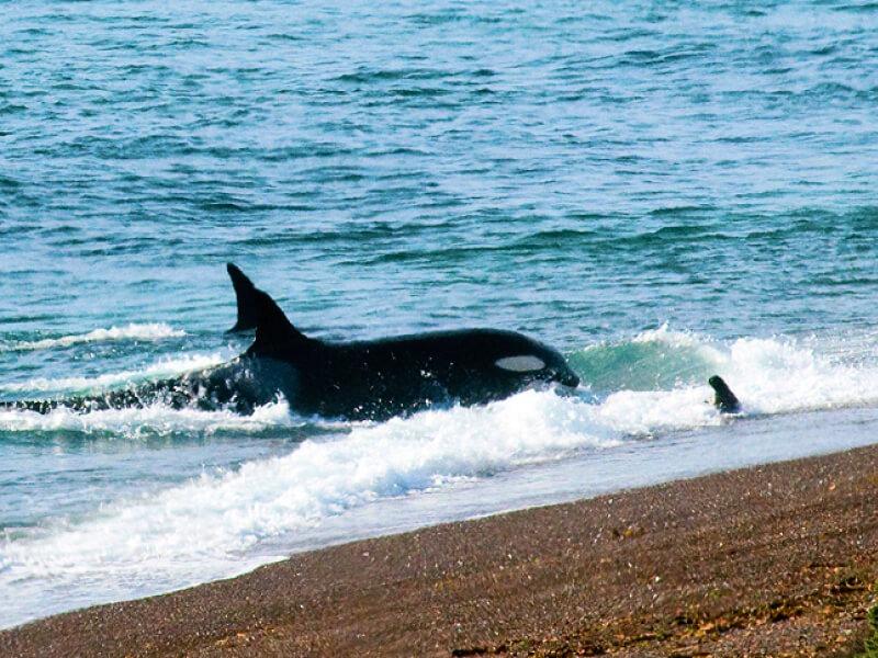 Sonhar com Orcas Atacando