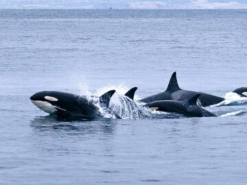 Sonhar com Orcas Bebês
