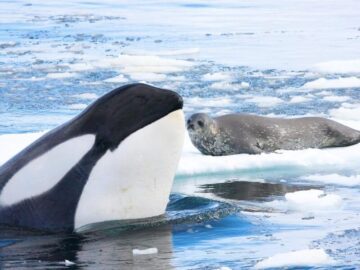 Thumbnail Sonhar com Caça Às Orcas