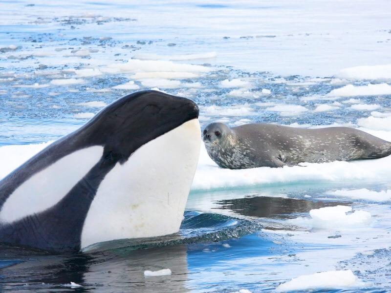 Sonhar com Caça Às Orcas